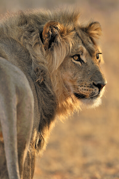 Male African Lion in Kalahari Desert Picture Board by Arterra 