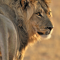 Buy canvas prints of Male African Lion in Kalahari Desert by Arterra 