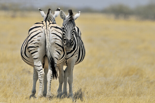 Two Burchell's Zebras Picture Board by Arterra 