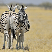 Buy canvas prints of Two Burchell's Zebras by Arterra 
