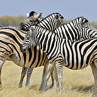 Buy canvas prints of Burchell's Zebras by Arterra 