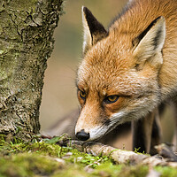 Buy canvas prints of Sniffing Red Fox by Arterra 