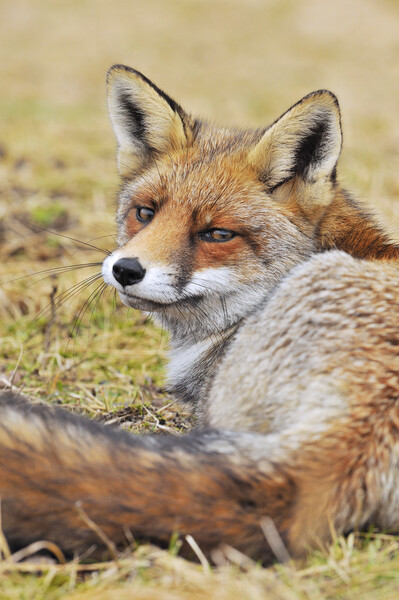 Red Fox Looking Behind Picture Board by Arterra 