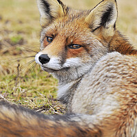 Buy canvas prints of Red Fox Looking Behind by Arterra 