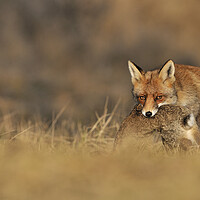 Buy canvas prints of Red Fox with Rabbit by Arterra 