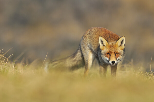Stalking Red Fox Picture Board by Arterra 