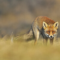 Buy canvas prints of Stalking Red Fox by Arterra 