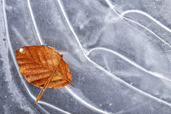 Autumn Leaf on Ice of Frozen Pond Picture Board by Arterra 