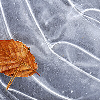 Buy canvas prints of Autumn Leaf on Ice of Frozen Pond by Arterra 