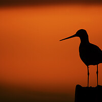 Buy canvas prints of Black-Tailed Godwit at Sunset by Arterra 