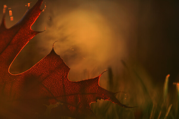 Autumn Leaf at Sunset Picture Board by Arterra 