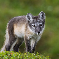 Buy canvas prints of Curious Arctic Fox by Arterra 