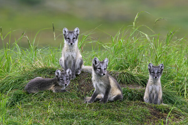 Arctic Fox Cubs at Den Picture Board by Arterra 