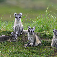 Buy canvas prints of Arctic Fox Cubs at Den by Arterra 