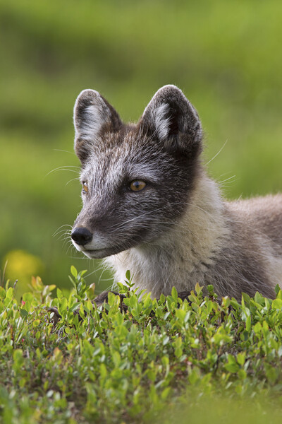 Arctic Fox on the Tundra Picture Board by Arterra 