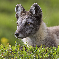 Buy canvas prints of Arctic Fox on the Tundra by Arterra 