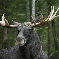 Buy canvas prints of Moose in Sweden by Arterra 
