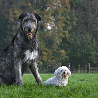 Buy canvas prints of Irish Wolfhound with White Maltese Dog by Arterra 