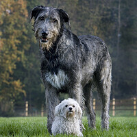 Buy canvas prints of Irish Wolfhound and White Maltese Dog by Arterra 