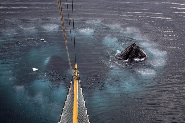 Humpback Whales Bubble Net Feeding Picture Board by Arterra 
