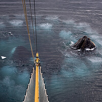 Buy canvas prints of Humpback Whales Bubble Net Feeding by Arterra 
