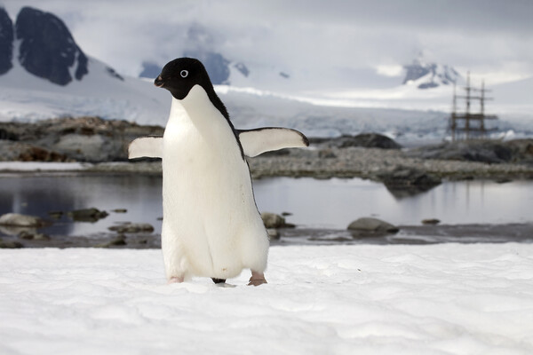 Adélie Penguin in Antarctica Picture Board by Arterra 