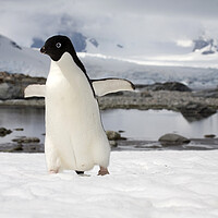 Buy canvas prints of Adélie Penguin in Antarctica by Arterra 