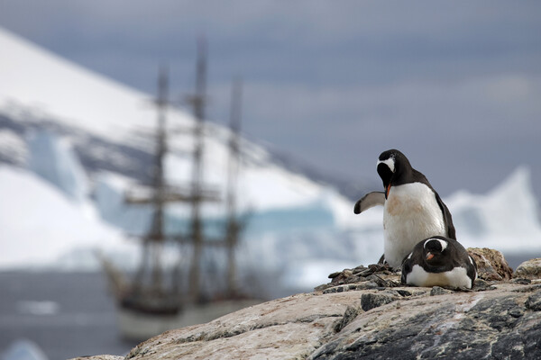 Gentoo Penguins and Tallship Picture Board by Arterra 