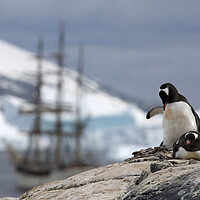 Buy canvas prints of Gentoo Penguins and Tallship by Arterra 