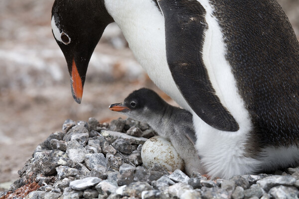 Gentoo Penguin with Chick Picture Board by Arterra 