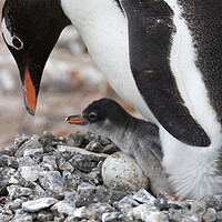 Buy canvas prints of Gentoo Penguin with Chick by Arterra 