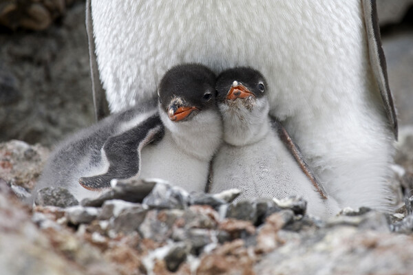 Gentoo Penguin Chicks Picture Board by Arterra 