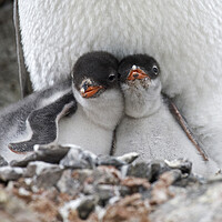 Buy canvas prints of Gentoo Penguin Chicks by Arterra 