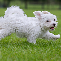 Buy canvas prints of White Maltezer Dog Running in Garden by Arterra 