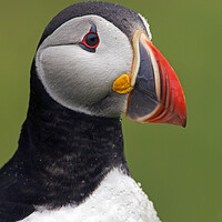 Buy canvas prints of Atlantic Puffin by Arterra 