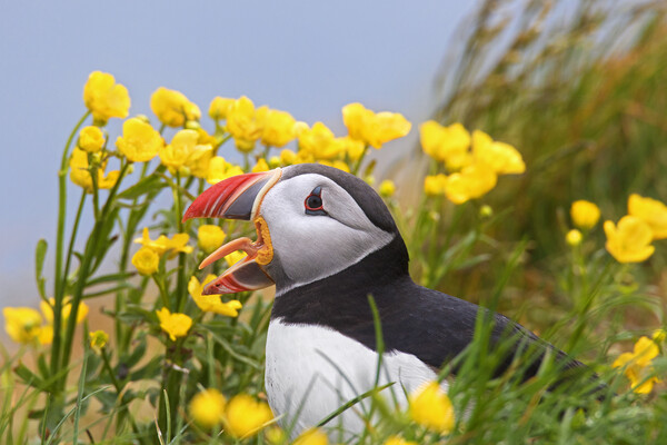 Atlantic Puffin among Wildflowers Picture Board by Arterra 