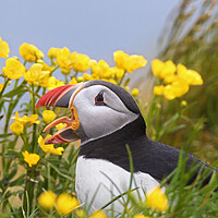Buy canvas prints of Atlantic Puffin among Wildflowers by Arterra 