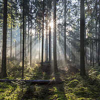 Buy canvas prints of Sunrays Shining Through Misty Forest by Arterra 