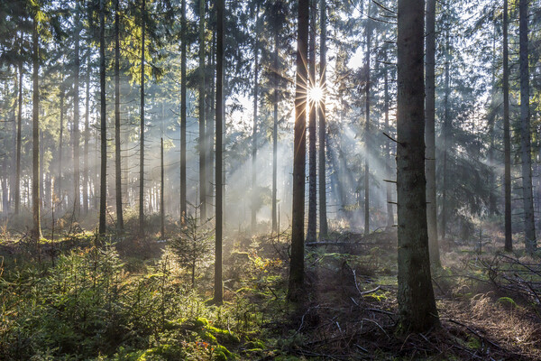 Sunbeams in Pine Forest Picture Board by Arterra 