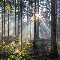 Buy canvas prints of Sunbeams in Pine Forest by Arterra 