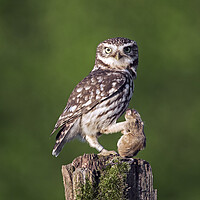 Buy canvas prints of Little Owl with Prey by Arterra 