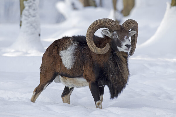 Mouflon in Winter Picture Board by Arterra 