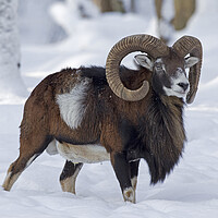 Buy canvas prints of Mouflon in Winter by Arterra 