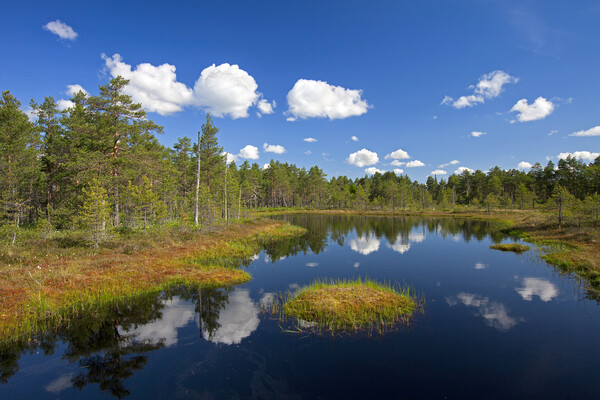 Swedish Moorland Picture Board by Arterra 