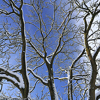 Buy canvas prints of Snow Covered Branches by Arterra 
