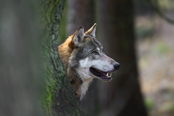 Wolf in Forest Picture Board by Arterra 