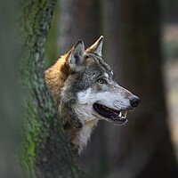 Buy canvas prints of Wolf in Forest by Arterra 