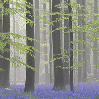 Buy canvas prints of Bluebells in Misty Beech Forest by Arterra 