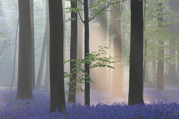 Sunbean in Misty Forest with Bluebells Picture Board by Arterra 