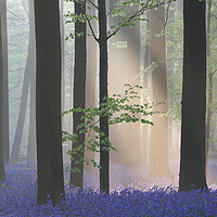 Buy canvas prints of Sunbean in Misty Forest with Bluebells by Arterra 